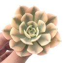 Echeveria Runyonii Variegated (Aka Echeveria 'Akaihosi' Variegated) 2" Succulent Plant