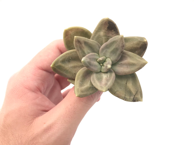 Echeveria 'Xichuensis' 2"-3" Succulent Plant