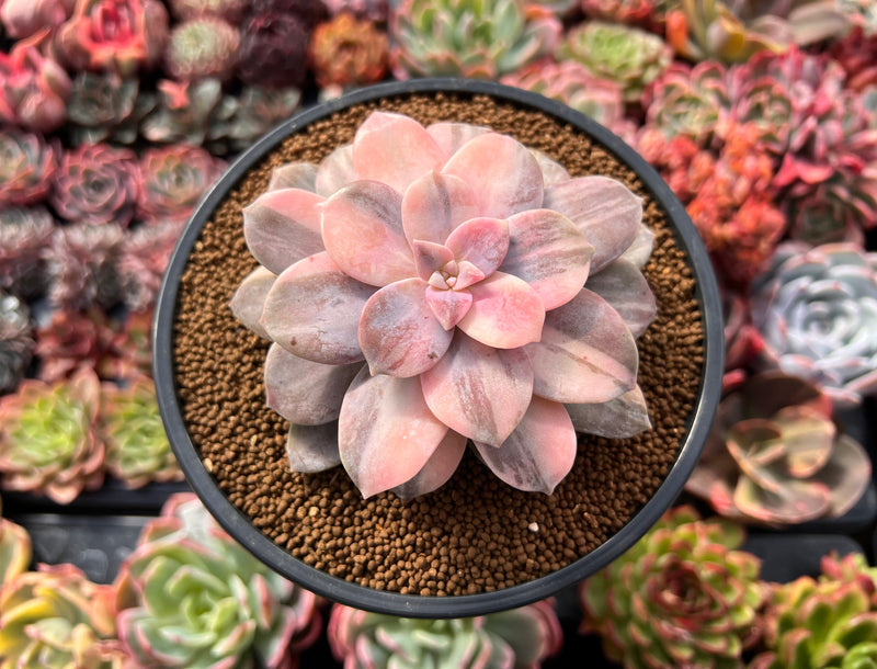 Quetzalcoatlia 'Pentandra Superba' Variegated 4" Succulent Plant (Formerly Graptopetalum 'Pentandrum Superbum' Variegated)