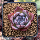 Echeveria 'Black Sabbath' 1" Succulent Plant