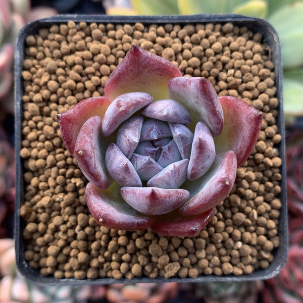 Echeveria 'Black Sabbath' 1" Succulent Plant