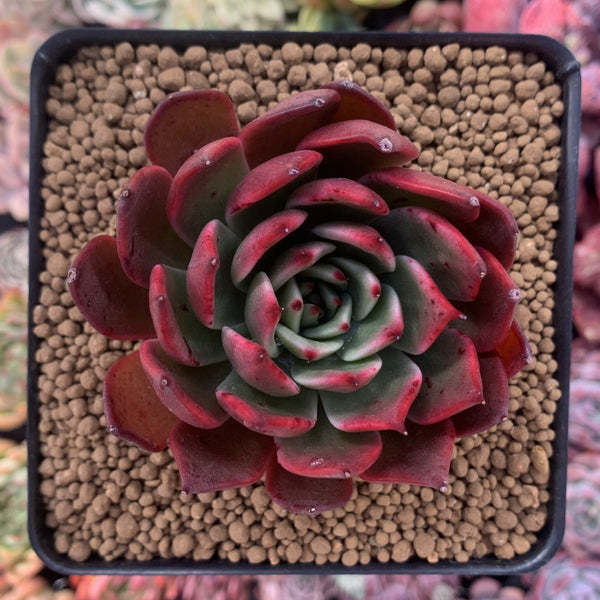 Echeveria Agavoides sp. 3" Succulent Plant