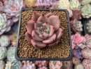 Echeveria Agavoides 'Red Ebony' 2"-3" Succulent Plant