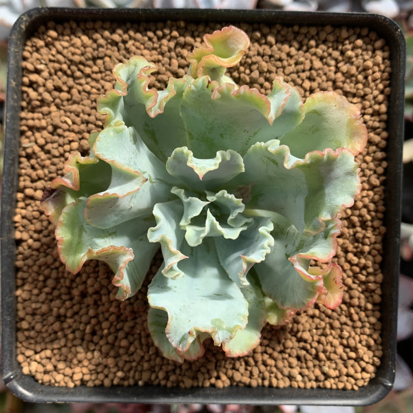 Echeveria 'Aquarius' 2" Succulent Plant