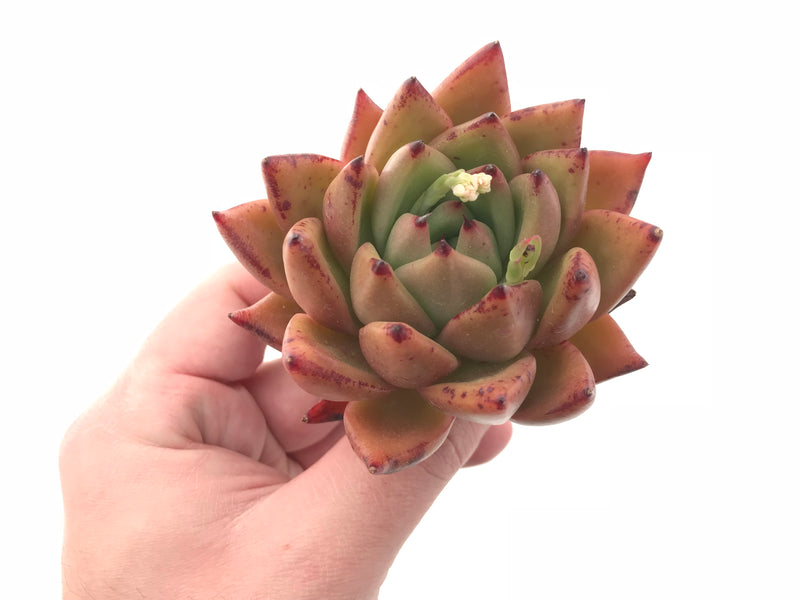 Echeveria Agavoides Maria Hybrid 3” Rare Succulent Plant