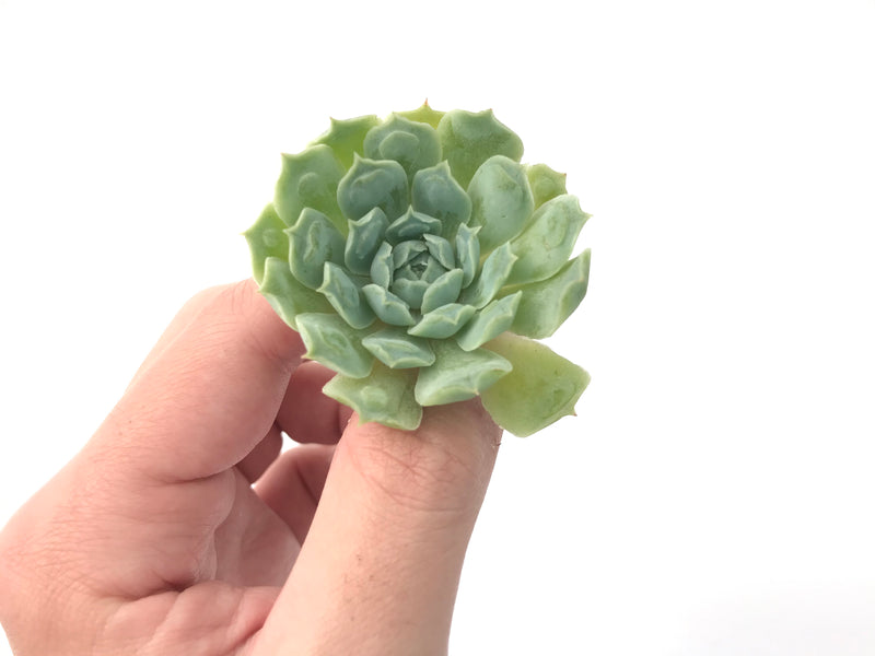 Echeveria 'Hearts Choice' 1" Small Rare Succulent Plant