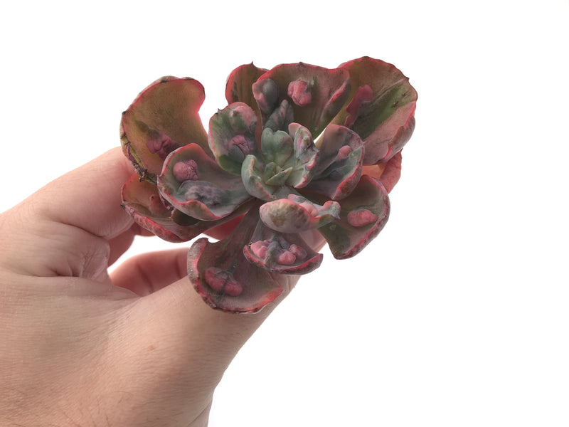 Echeveria 'Beyonce' Hearts Delight Variegated 4" Rare Succulent Plant