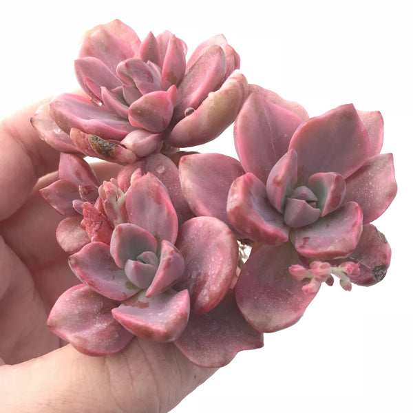 Graptoveria Mrs. Richards Variegated Cluster 4” Rare Succulent Plant