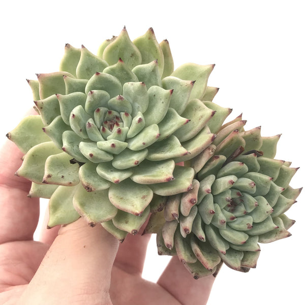 Echeveria 'Zaragosa' Cluster 3" Succulent Plant