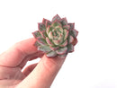 Echeveria 'Spicy Queen' 1" Succulent Plant