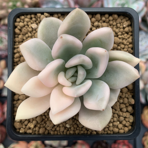 Graptoveria 'Opalina' Variegated 3" Succulent Plant