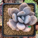 Echeveria 'Amethystinum' x 'Cante' 2"-3" New Hybrid Succulent Plant