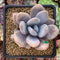 Echeveria 'Amethystinum' x 'Cante' 2"-3" New Hybrid Succulent Plant