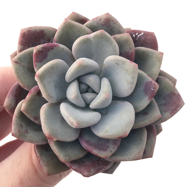 Echeveria 'Amore' 2"-3" Succulent Plant