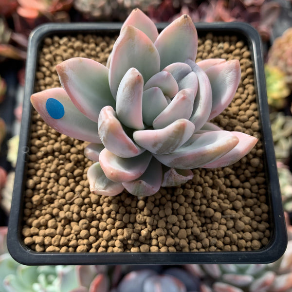 Pachyveria 'Simonasa' Variegated 2" Powdery Succulent Plant