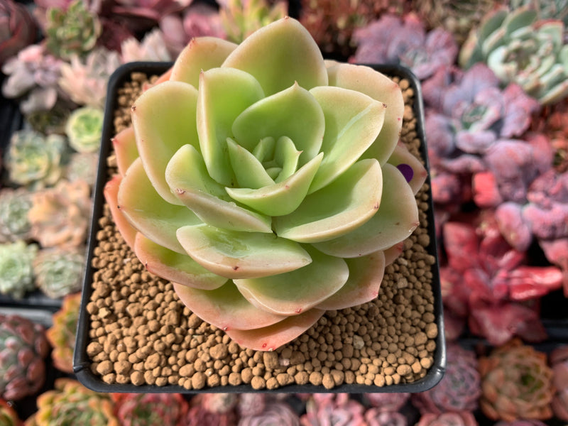 Echeveria 'Arenas' 3"-4" Succulent Plant