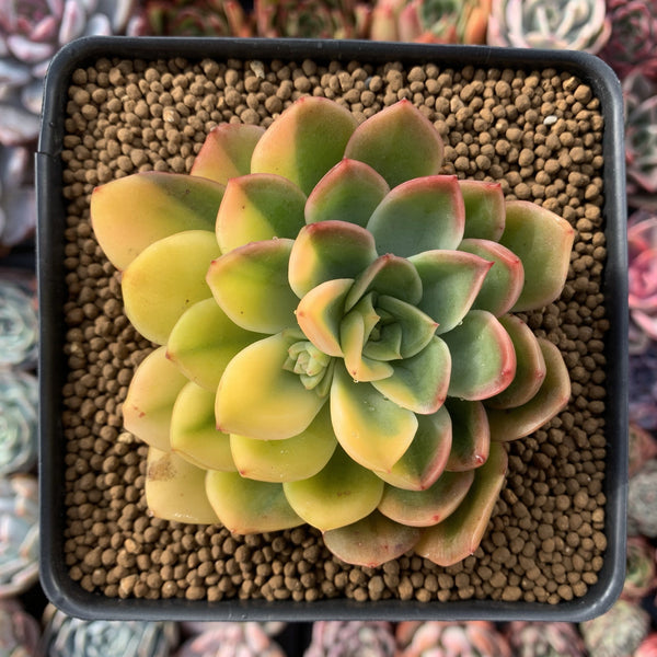 Echeveria 'Bob Jolly' Variegated 3"-4" Succulent Plant