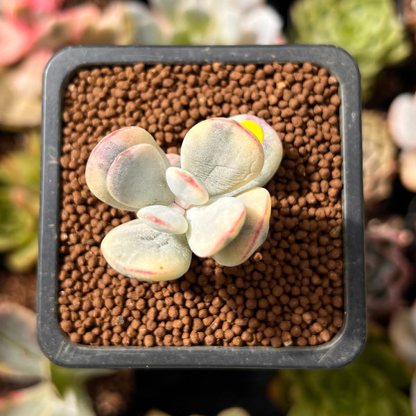 Cotyledon 'Orbiculata' Variegated 1" Small Cutting Succulent Plant *Cutting*