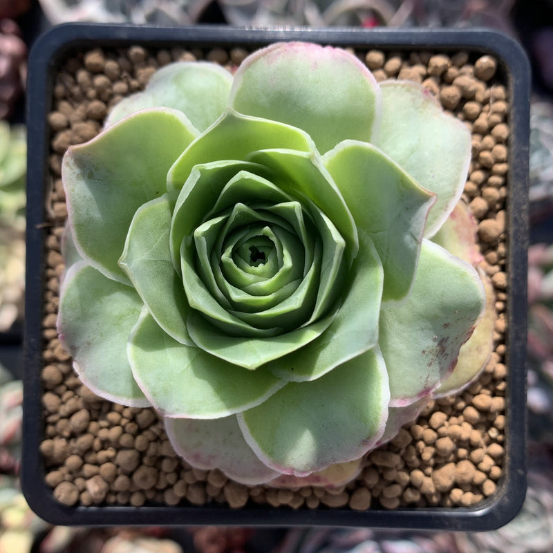 Greenovia Diplocycla Var. Gigantea 2" Succulent Plant