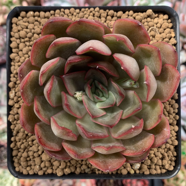 Echeveria Agavoides 'Kisses' 4" Succulent Plant