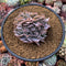 Echeveria 'Trumpet Pinky' Crested 3"-4" Succulent Plant