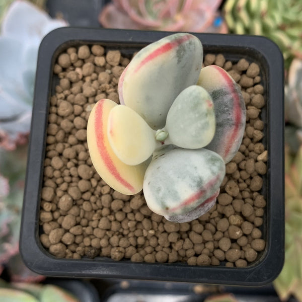 Cotyledon 'Orbiculata' Variegated 2" Succulent Plant