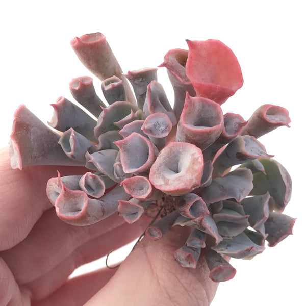 Echeveria 'Trumpet Pinky' 2" Succulent Plant