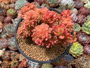 Sedum 'Cuspidatum' Crested 5" Succulent Plant