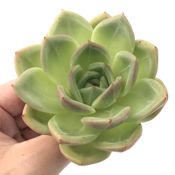 Echeveria Agavoides “Shallot” 1"-2" Succulent Plant