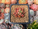 Pachyphytum Compactum 'Pink Glaucum' 1" Succulent Plant