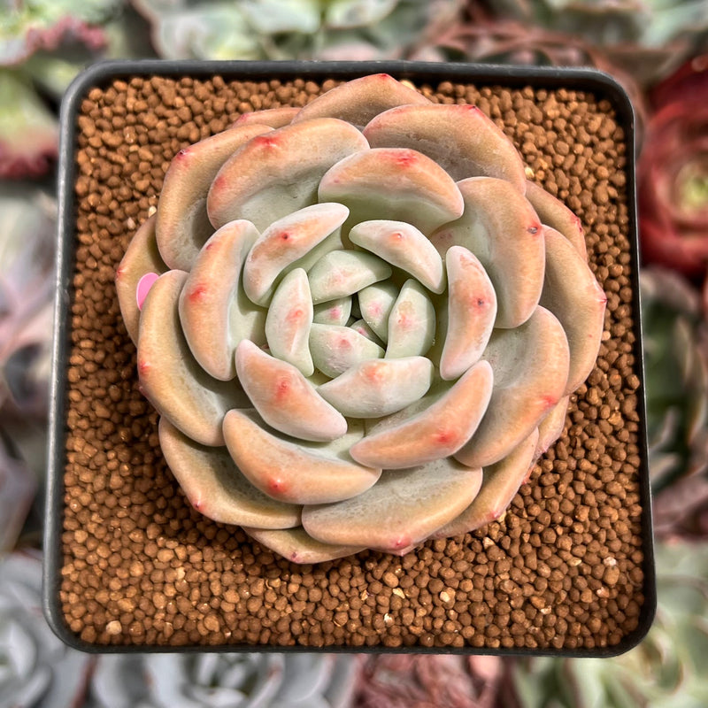 Echeveria 'Ariel' 2" Succulent Plant