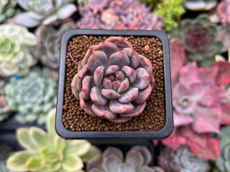 Echeveria 'Ariel 1" Succulent Plant