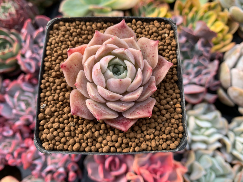 Echeveria 'Colina' 1" Succulent Plant