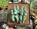 Conophytum 'Bilobum' Cluster 3" Succulent Plant