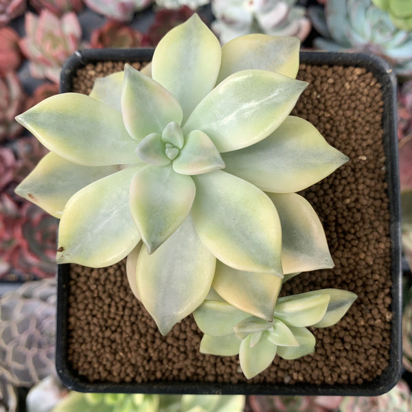 Graptopetalum 'Paraguayense' Variegated 2" Succulent Plant