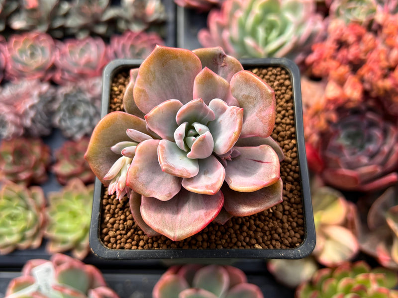 Graptoveria 'Mrs. Richards' Variegated 2" Succulent Plant