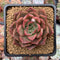 Echeveria Agavoides sp. 2" Succulent Plant