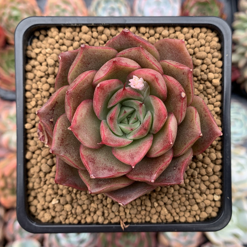 Echeveria Agavoides sp. 2" Succulent Plant