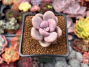 Graptopetalum 'Amethystinum' 2" Succulent Plant