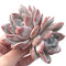 Echeveria 'Ivory' 4"-5" Powdery Rare Succulent Plant