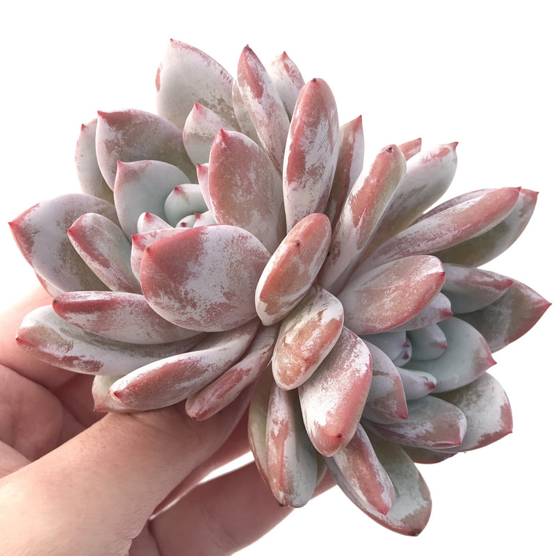 Echeveria 'Ivory' 4"-5" Powdery Rare Succulent Plant