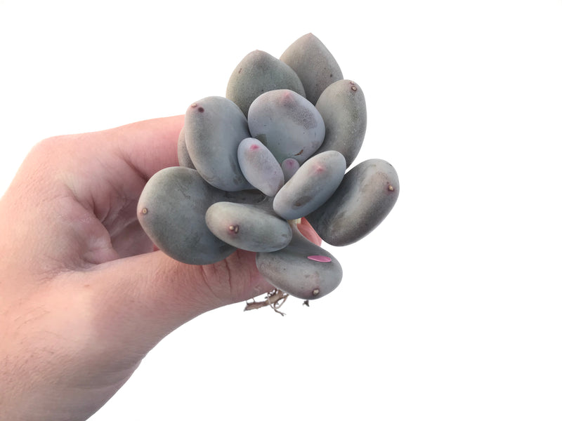 Pachyveria 'Beauty' 2" Powdery Succulent Plant