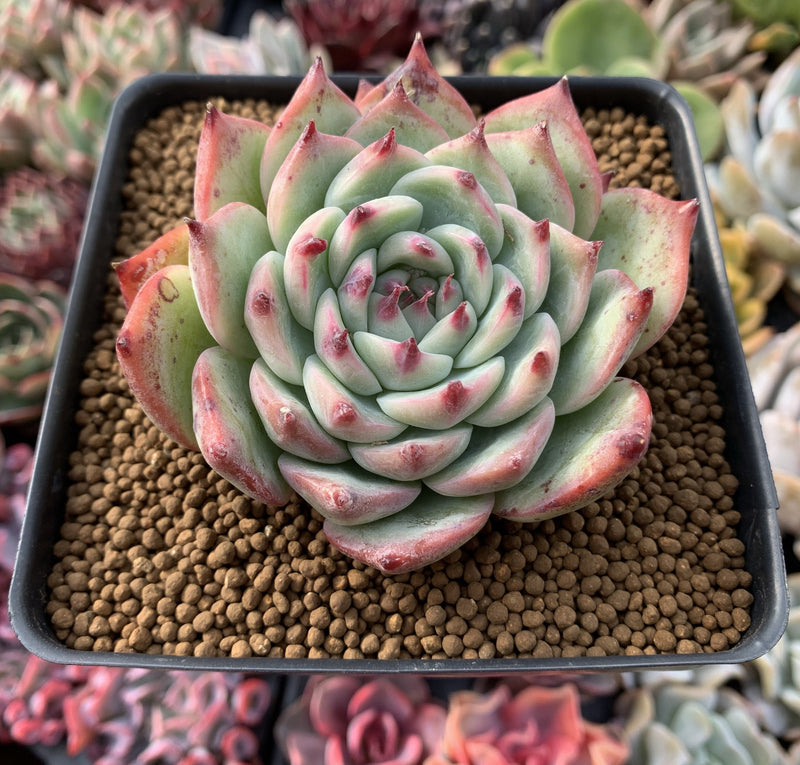 Echeveria 'Chihuahuaensis' 4" Succulent Plant