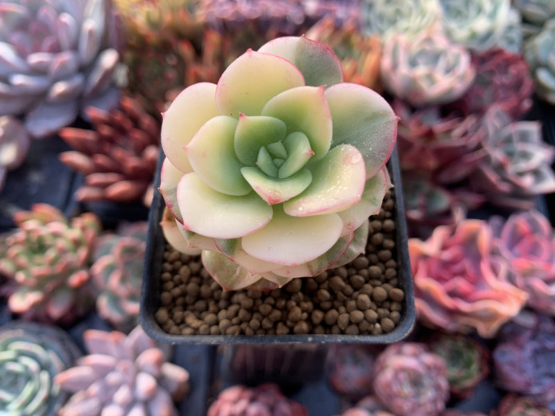 Echeveria 'Nicksana' Variegated 2" Succulent Plant