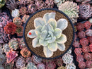 Echeveria 'Japan Moon River' Variegated 3"-4" Succulent Plant