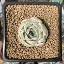 Echeveria 'Amanda' 1" Succulent Plant