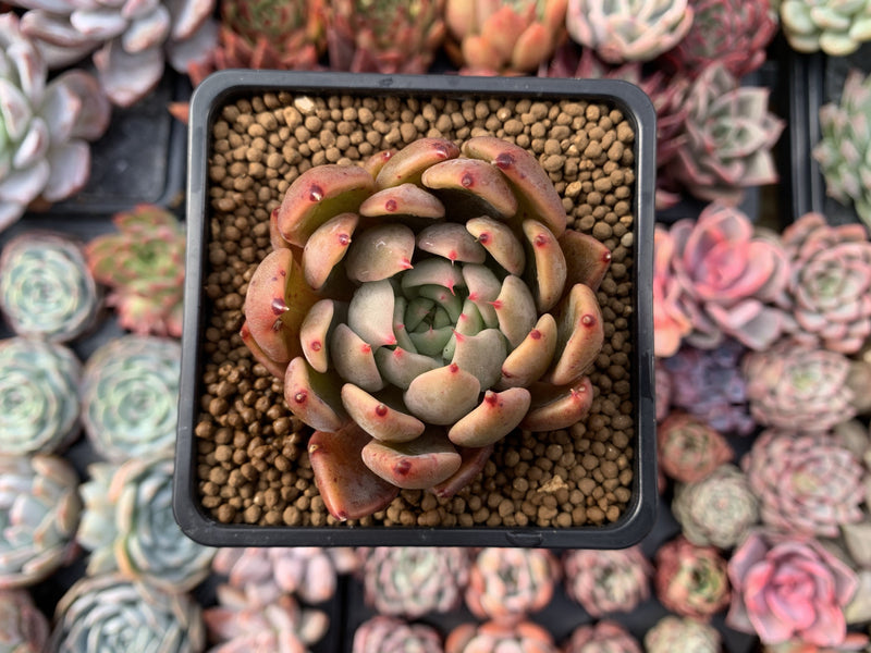 Echeveria Agavoides 'Magic Plot' 2" Succulent Plant