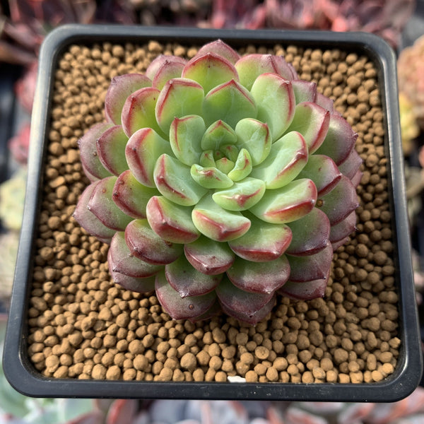 Echeveria 'Red Top' 3" Succulent Plant