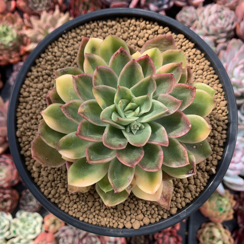 Echeveria 'Bob Jolly' Variegated 4" Succulent Plant