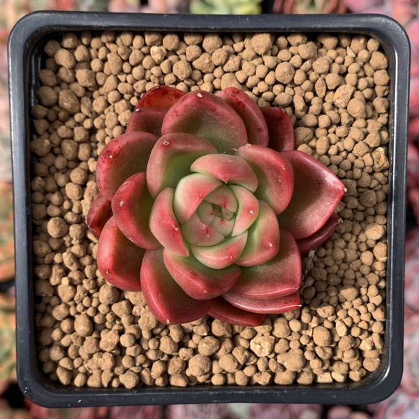 Echeveria Agavoides 'Callisto' 3" Succulent Plant